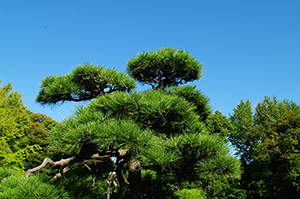 松を床に！適材適所に樹種を使う新日本建設
